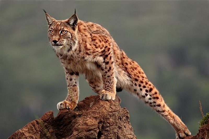 LINCE